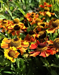 Des airs de fin d'été au jardin!