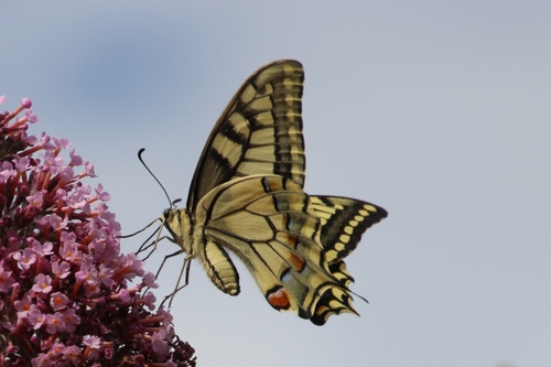 Papillons de ce jour