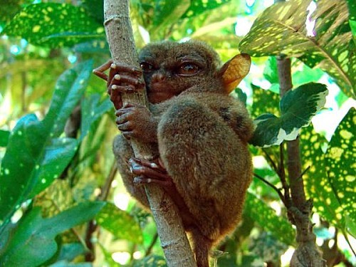 animaux tarsier asie sud est-thumb-940x705-22267-600x450