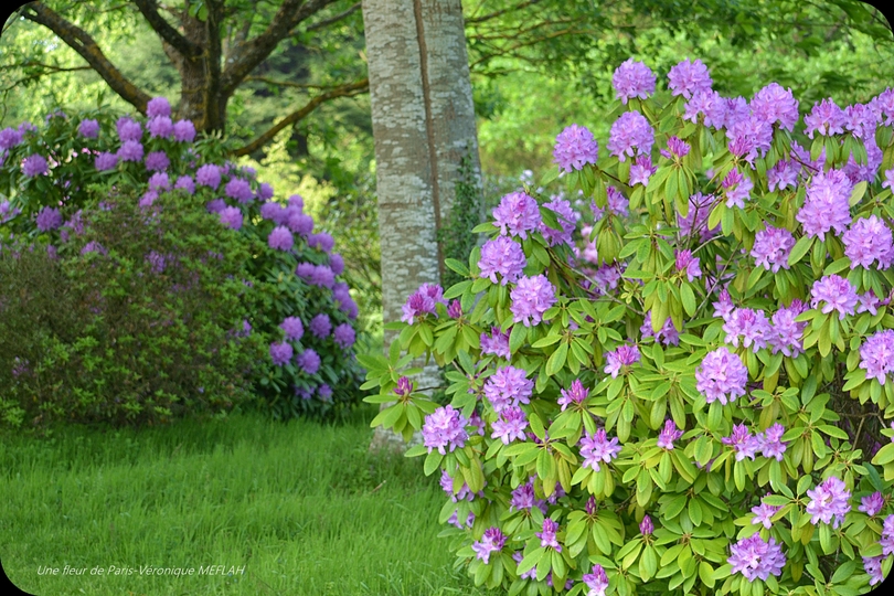 Rambouillet : Les derniers Rhododendrons 