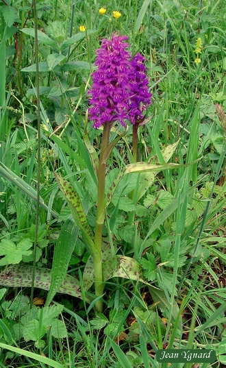 Botanique - les orchidées de l'Yonne