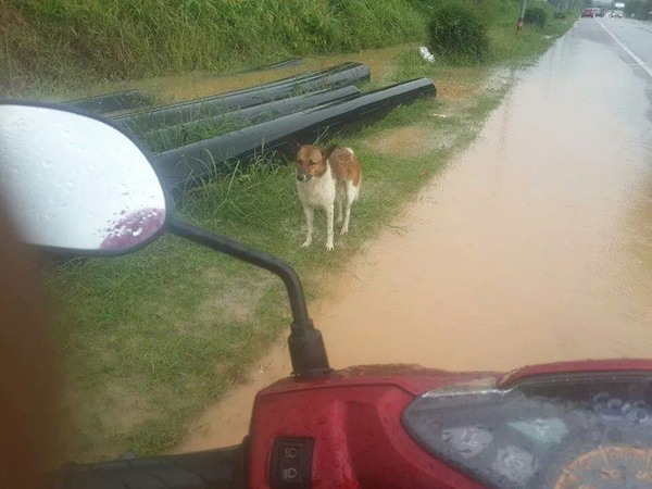 chien abandonné thailande 2