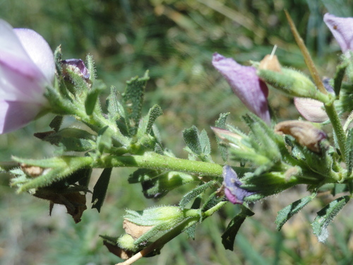 Fleurs roses