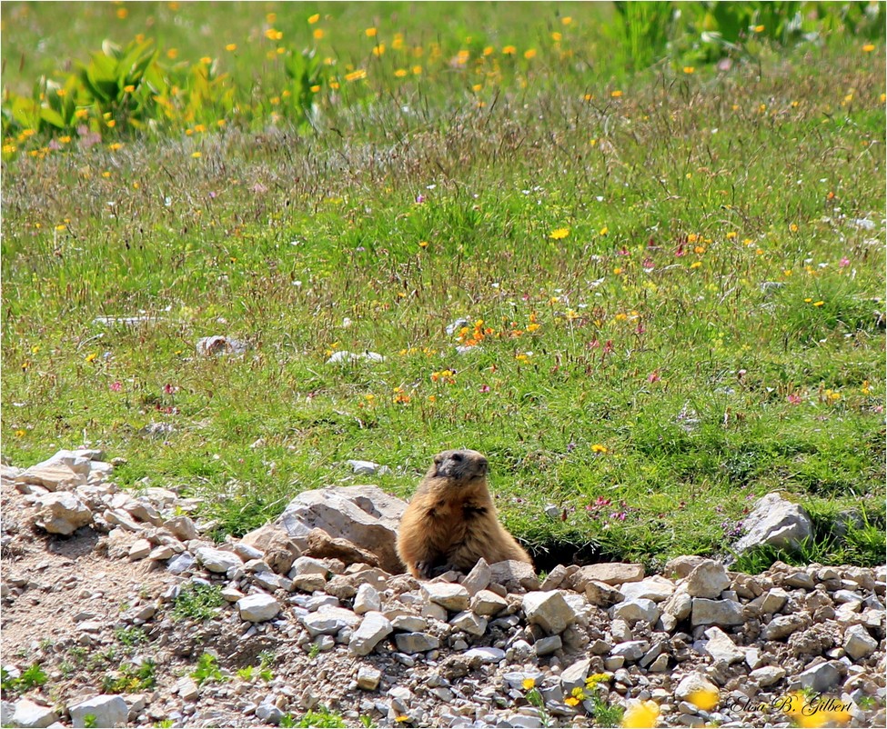 Le Col des Champs #1