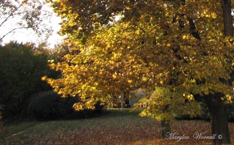 Images d’automne