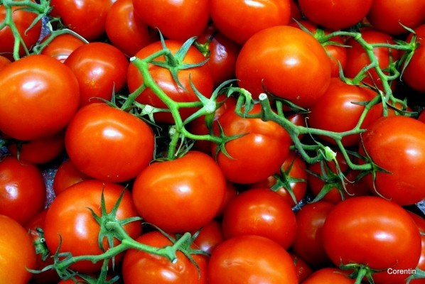 mt02---Tomates.JPG