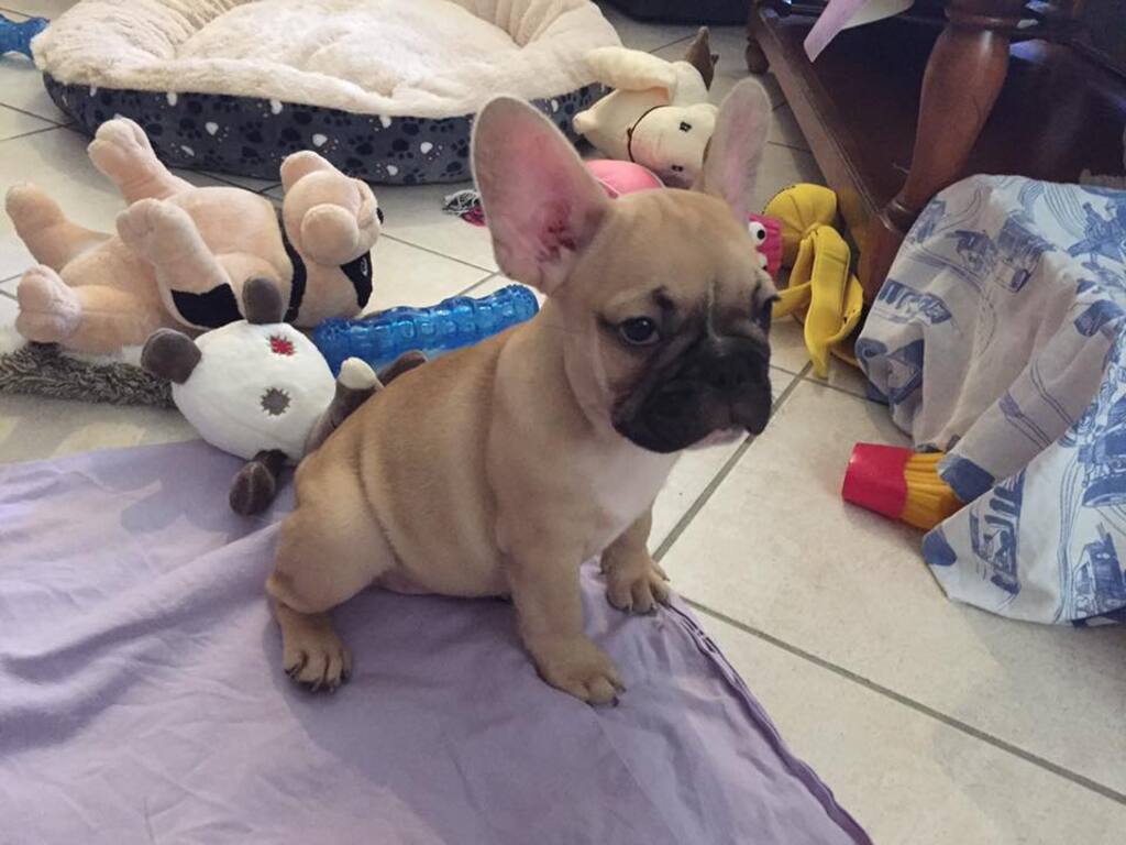 Quelques photos de "Nouba" notre petite bouledogue d'amour !