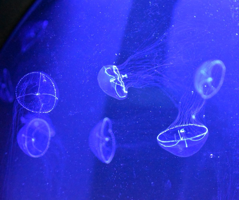 Le ballet des méduses à l'Aquarium de La Rochelle...