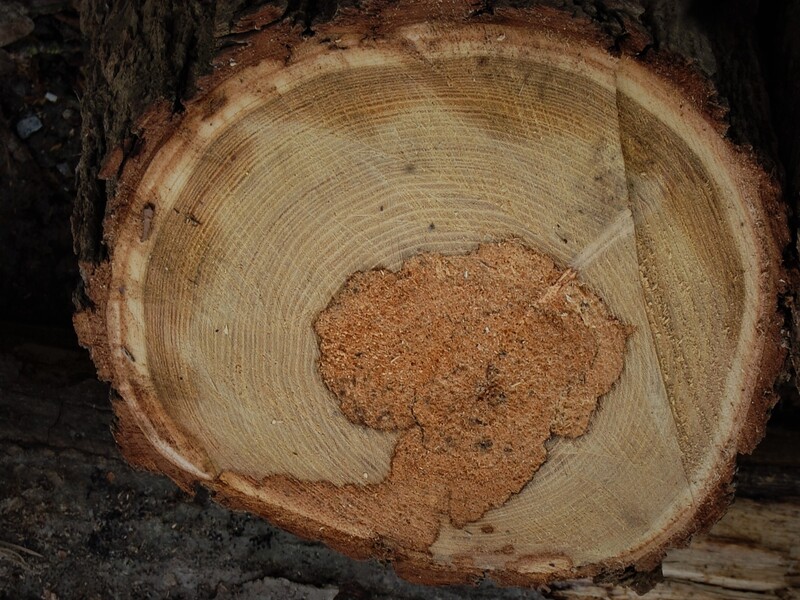 Arbre tatoué sur le tronc