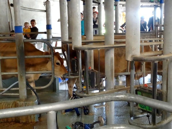 Visite de la ferme de la Guette, à Recey sur Ource, exploitation laitière biologique