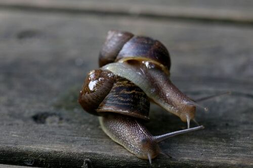 Porn snails