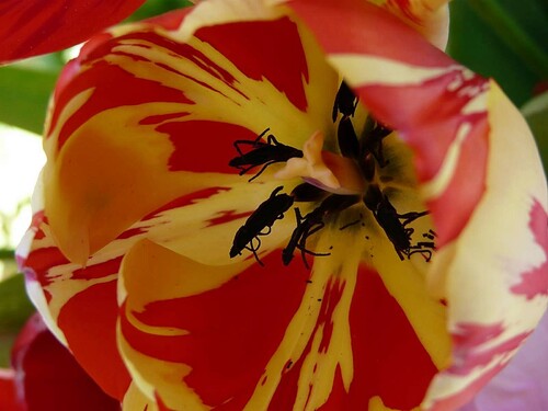 Coeurs de tulipes