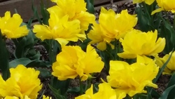 parc floral - les tulipes 