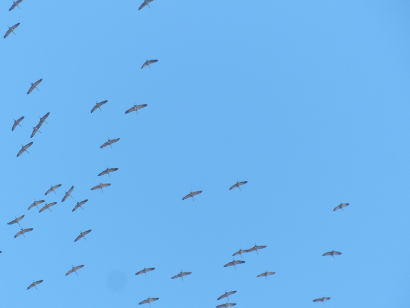 Les grues ne font pas le printemps