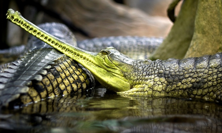 10 images de Reptiles