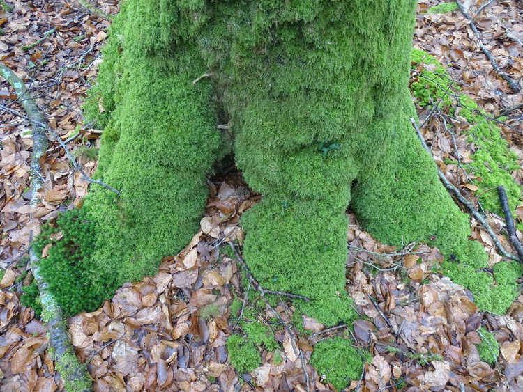 Balade en forêt la suite