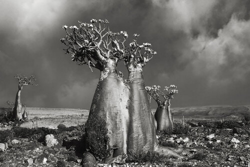 Beth Moon