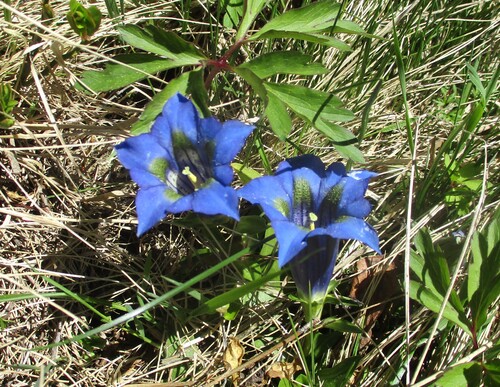 Fleurs bleues