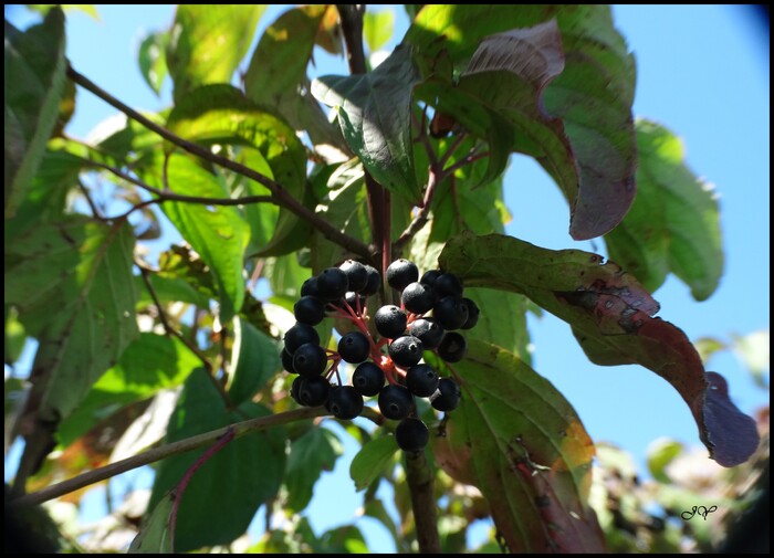 Sambucus ebulus. 