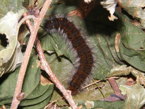 La chenille