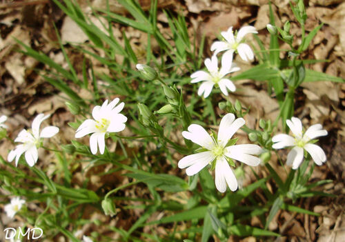 Stellaria holostea - stellaire holostée