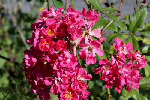 Dernières roses