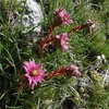 Joubarbe des montagnes (Sempervivum montanum)