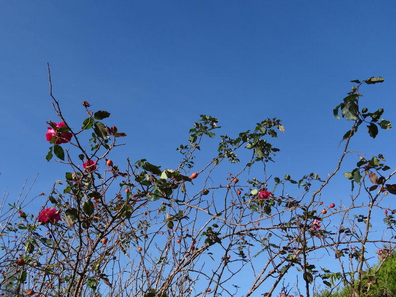 Un petit coin de ciel bleu !