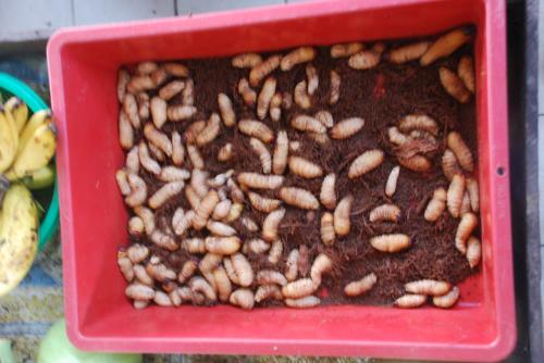 Mercredi 17 juillet Rendez-vous en terre inconnue chez les Iban