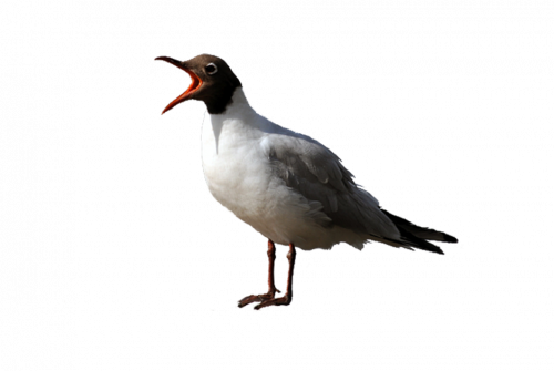 tubes oiseaux