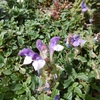 Scutellaire des Alpes (Scutellaria alpina) Couloir sous la Hourquette de Bachebirou