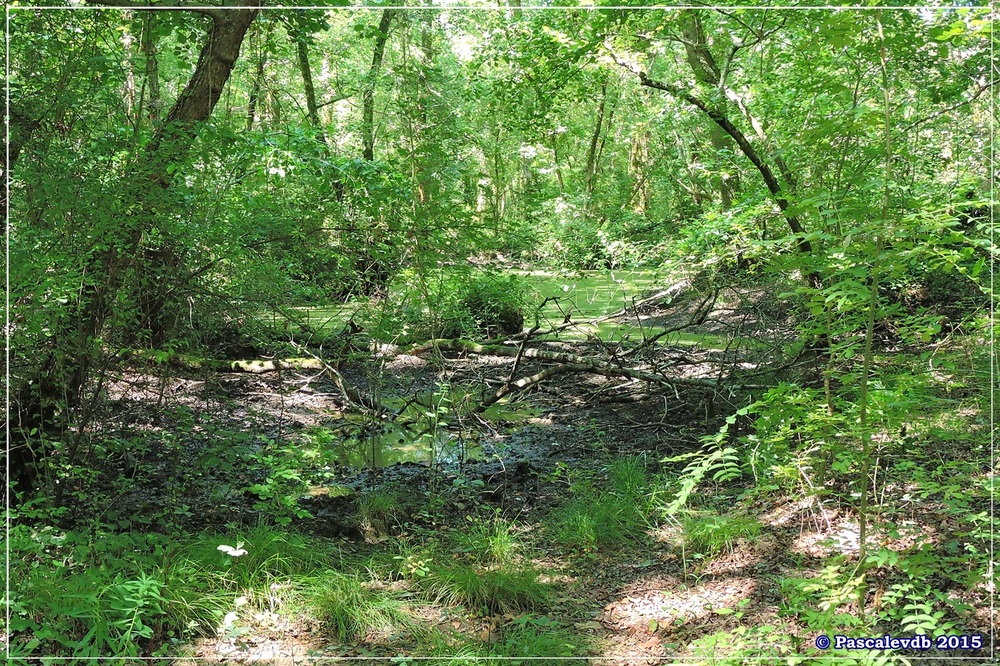 Du pont de l'Eyga aux rives de la Leyre - Août 2015 - 3/6