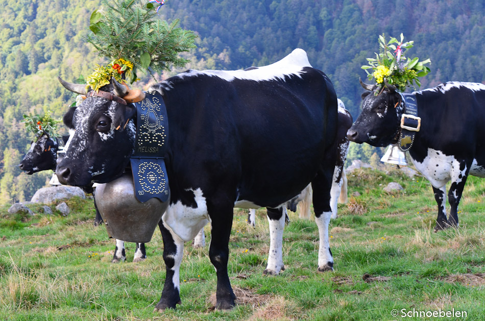 transhumance alsace vosges munster