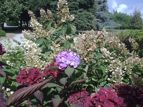 QUELQUES FLEURS DE BRETAGNE   VANNES