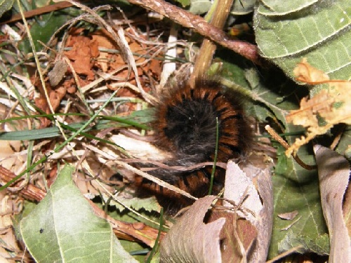 La chenille