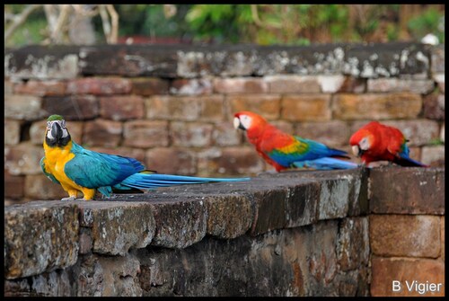 perroquet aras rouge et bleu