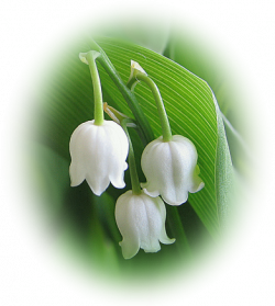 Tubes Muguet