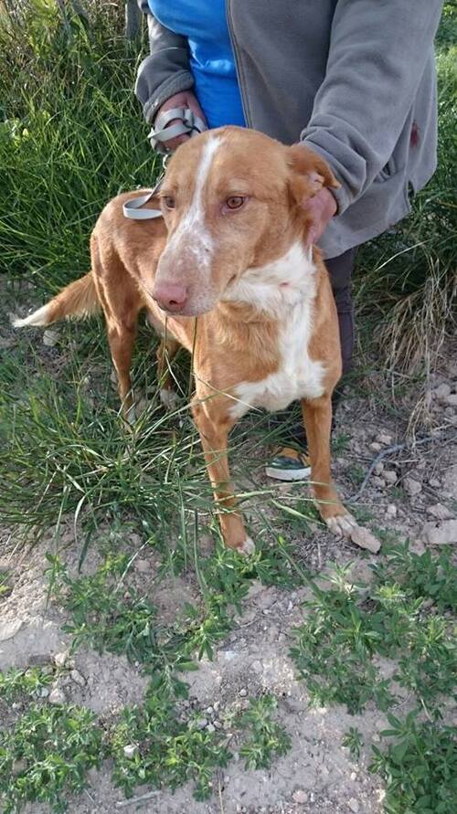 Leur association a fermé....2 podencos attendent une famille ! SOS Podenco Rescue