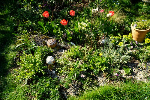 Plantation des iris