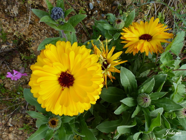 fleurs soucis jaunes