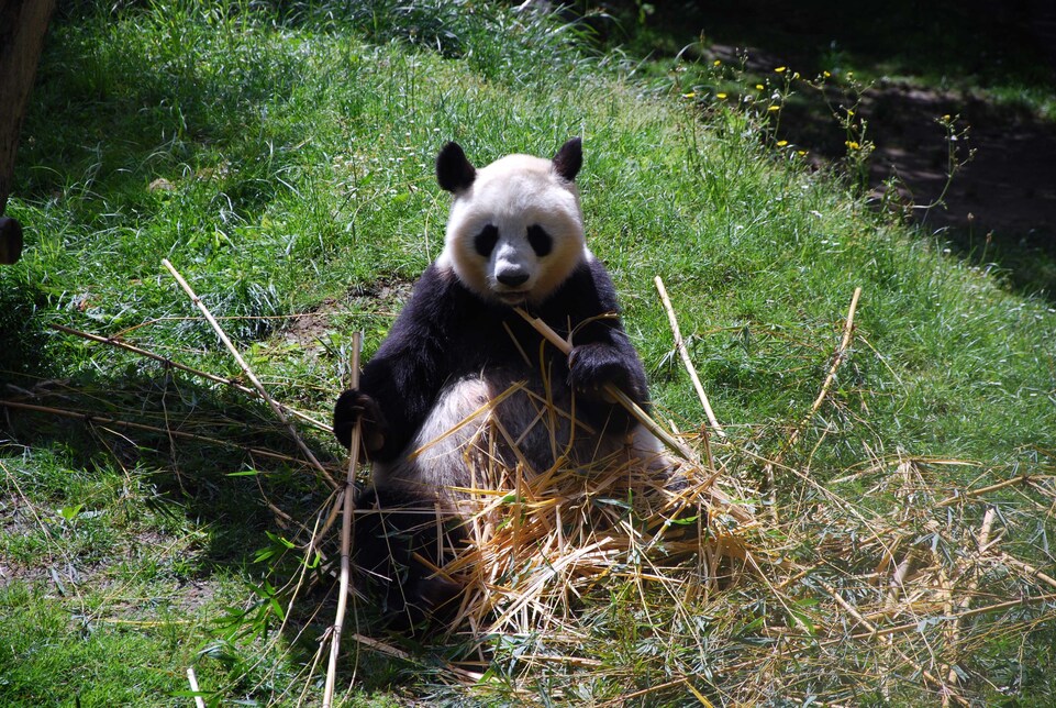 J 10 - Madrid - Le panda géant au zoo