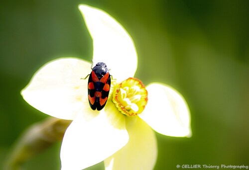 Cercope sanguin (Cercopis vulnerata) - Saint jean de chevelu - Savoie