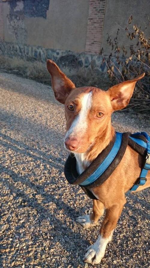 Elio, podenco maneto sauvé de l'errance / SOS PODENCO RESCUE