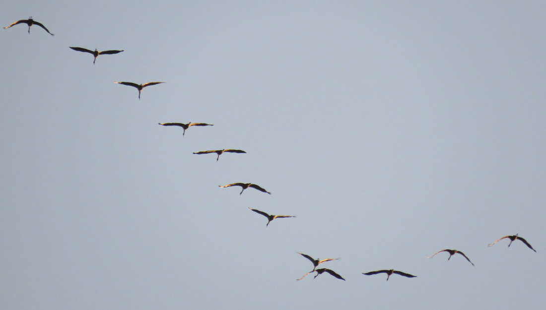 elles passent dans le ciel !!!