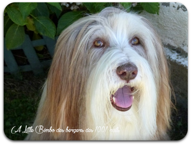 Hommage à Bimbo, cousine d' Athos & Cheyenne 