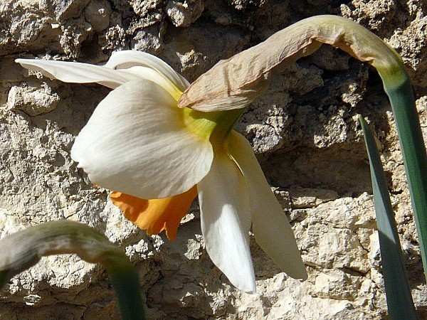 Narcisse blanc orange-2