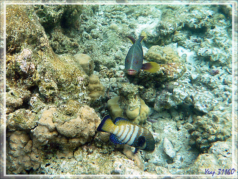 Mérou croissant de lune ou Loche-caméléon ou Croissant queue jaune spécimen bleu, Yellow-edged lyretail (Variola louti) - Moofushi - Atoll d'Ari - Maldives