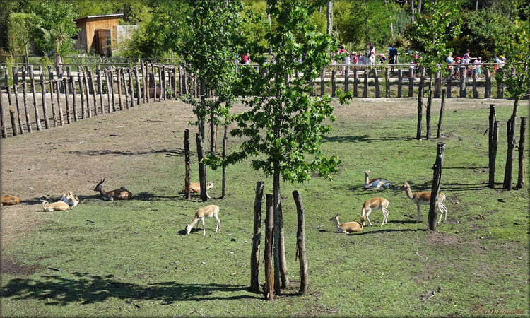Photo antilope cervicapre (Zoo du bassin d'Arcachon)