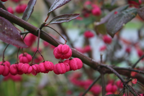 fruits et graines