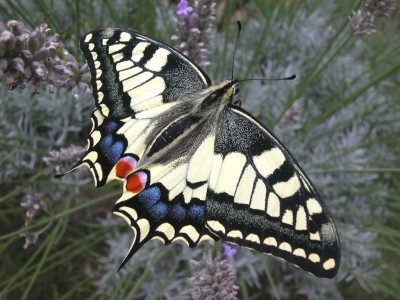 papillon machaon